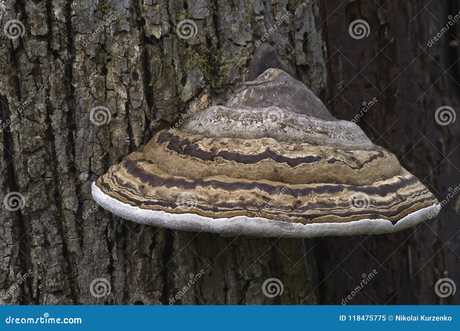 close up image of artistÃ¢â¬â¢s conk fungus.